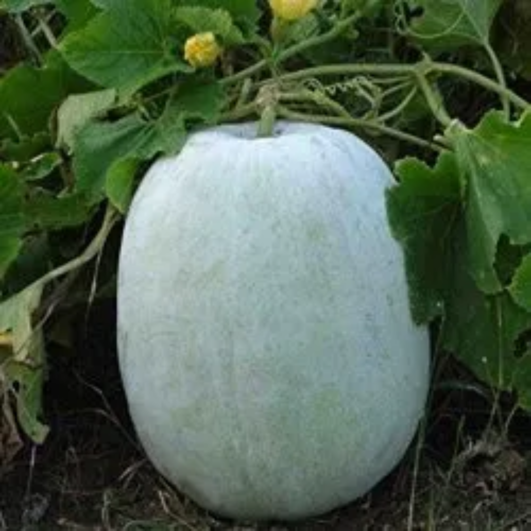 Wholesale Organic White Pumpkin Supplier – Dubai